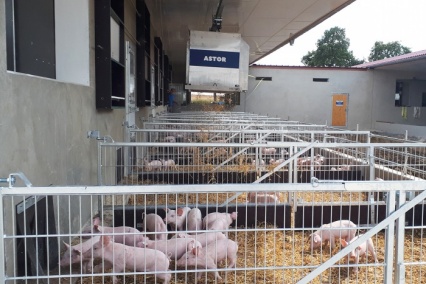 Astor for pig farms